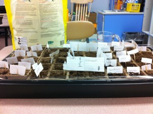 Starter_Garden